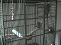 paul parrot, an african grey, sings the entire alabama fight song
follow along with paul parrot's words below:
