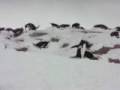 Antarctica and gentoo penguins 091208