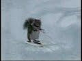 Smubb - that squirrel can waterski (genetically engineered)