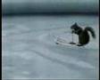 Smubb - that squirrel can waterski (genetically engineered)