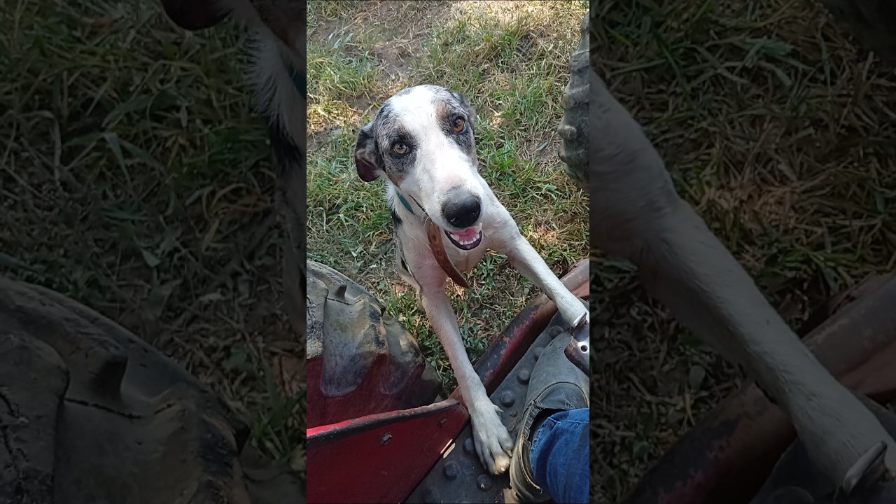 Esse é o pingo
