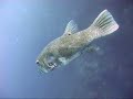 Bunaken Island (Indonesia 2008) part 1