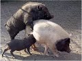 โชคดีมีผัว (พัทลุง) โชคดีมีผัว (พัทลุง)