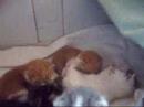 Charlie + kittens: beetje de boel verkennen