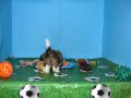 Shih Tzu Macho STA REF:156 11