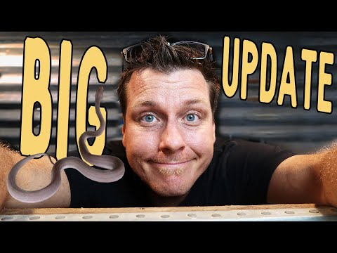 YouTube reptile video