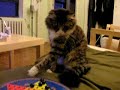My smart maine coon cat My smart maine coon cat