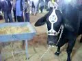 Karachi cow LASANIA FARM by Umer Javed.flv