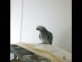 Future BeatBoxing Parrot