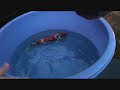 Koi Harvest - Shintaro - Isa Oct 07 Koi Harvest - Shintaro - Isa Oct 07