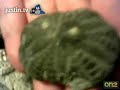 fossil,artifact,gem show part 1