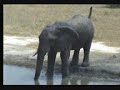NK 15th Marh Elephant pt2