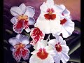 Orchids - Kitaro Orchids - Kitaro