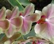 Orchids - Kitaro