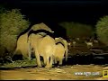 Elephant Mating at Pete\ Elephant Mating at Pete\