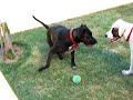 Dog playing with his squeeky toy