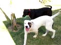 Dog playing with his squeeky toy
