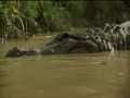 Crocodile vs Python - Croc destroys big python.