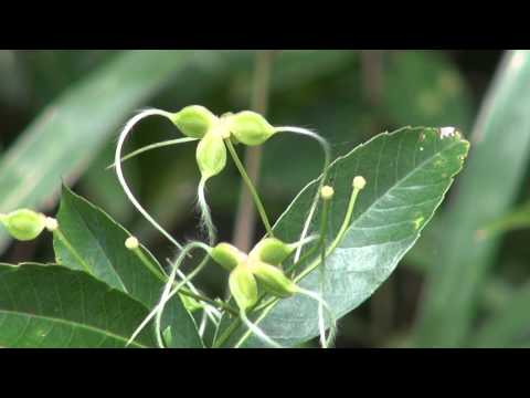 how to transplant sweet autumn clematis