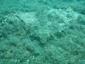 Flying gurnard Flying gurnard