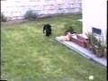 Weiner Dog Steals Samurai Wallet