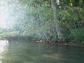The Shark River