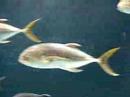 Swimming Fishes at the Atlanta Aquarium