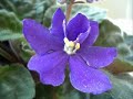 Un ramito de Violetas