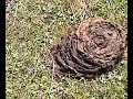 cow-poop.html