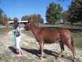 MISSOURI MULE IN THAYER