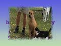 Aggressive Pit Bull in Training at DarnFar Ranch
