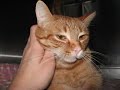 Chat Orange