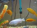 Isda and african cichlid ni Dencio