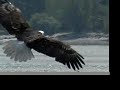 Wild Bald Eagle Eats Live Crab: Close Up