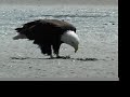 Wild Bald Eagle Eats Live Crab: Close Up