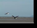 Wild Bald Eagle Eats Live Crab: Close Up