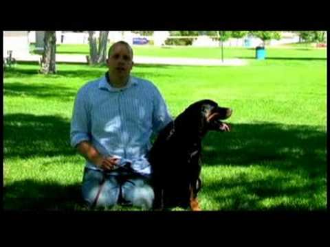 how to train a dog not to snap