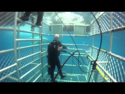 Great White Shark Cage Diving