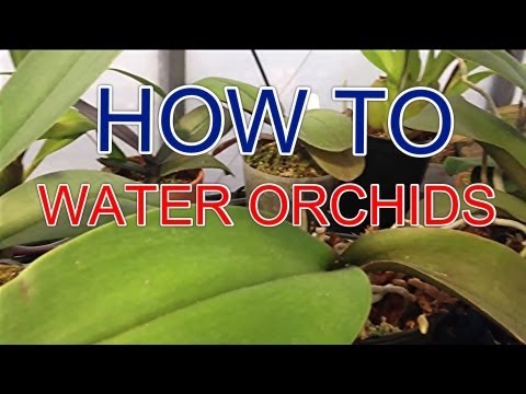 how to care an orchid