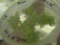 Can Genetically Modified Lettuce Cure Diabetes?