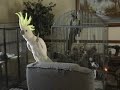 snowball-another-one-bites-the-dust.html