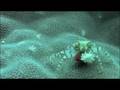 メナドの水中生物・1