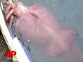 Squid Defrost: Scientists Pore Over Huge Beast Squid Defrost: Scientists Pore Over Huge Beast