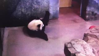 The Smithsonian National Zoo