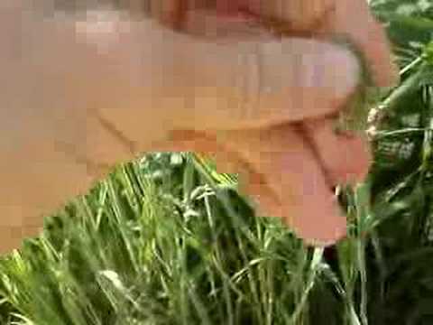 how to harvest stinging nettle