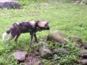 African Wild Dogs Audubon Zoo 2 African Wild Dogs Audubon Zoo 2
