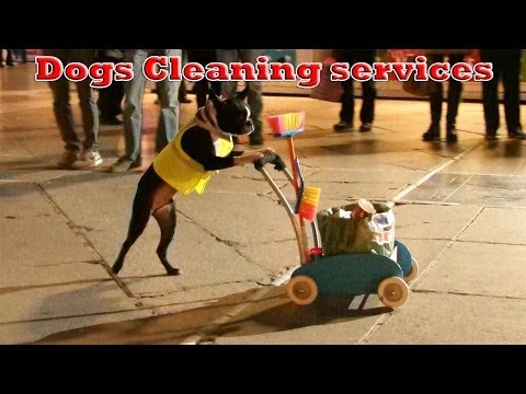 Conoce al peculiar perro que recoge la basura de las calles