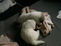 G-NEST 2007  GREAT   PYRENEES  PUPPIES AT 4,5 WEEKS OLD