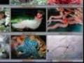 videos de Animales de la belleza natural del mundo acuatico