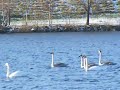 20091221_Lakeside_MuteSwanFamily.AVI